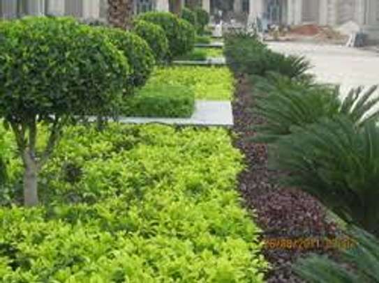 Landscaping & Gardening Services Kitisuru image 8