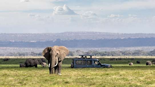 Full Day Game Drive at Amboseli National Park image 2