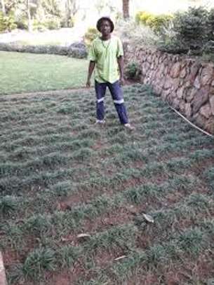 Expert Gardening Services in Nairobi image 7
