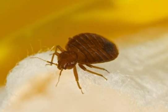 Expert Bed Bug Control - Same-Day Service. Call Now. image 13