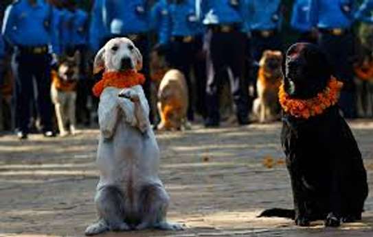 Dog and Puppy Training Classes Nairobi -Nairobi Dog Trainers image 1