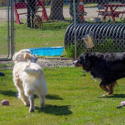 Home Dog Training-Dog Obedience & Behavior Training image 5