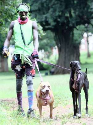 Professional Dog Training - Dog Training - Nairobi image 8