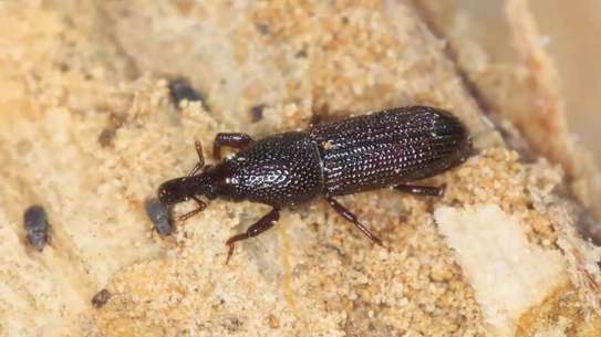 CHEAP bed bug fumigation services Ruai/Mwiki/Umoja/Uthiru image 7