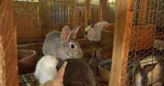 rabbits image 2