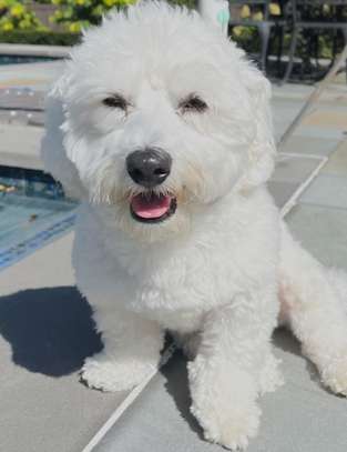 maltese fluffy puppies image 2