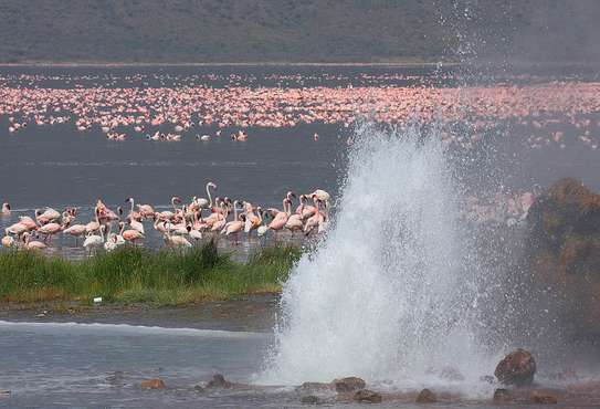 Lake Bogoria National Reserve Day Trip image 3
