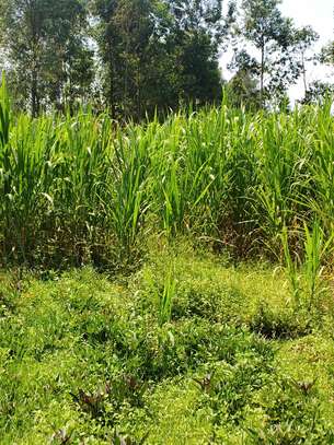 Australian red napier image 10