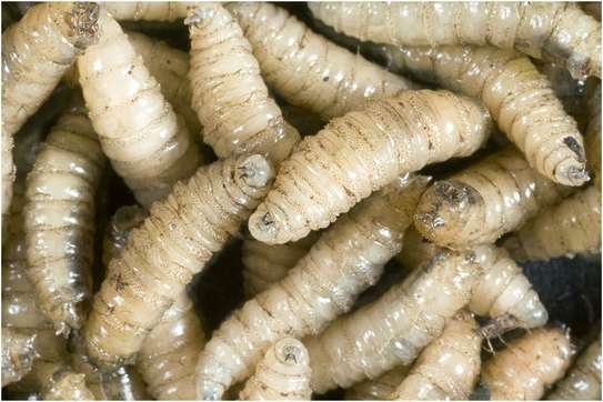 Cheap Pest Extermination Ngong/Kikuyu/Thika/Kabete/Ruai image 5