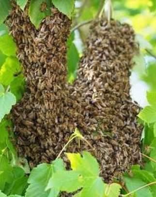 24 HR Killer bee removal/Beehive removal/Honey bee removal/Wasp removal & pest control services. image 6