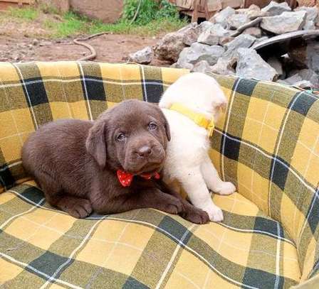 Chocolate Labrador pups🍫 image 3