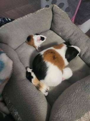 Guinea Pig image 2
