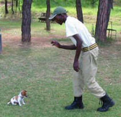 Gardeners, dog walkers and Dog trainers for Hire In Nairobi image 1