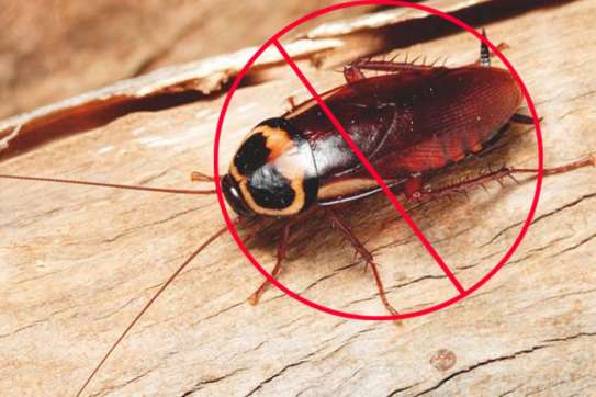 Professional Bed Bug Treatment Karen,Runda,Lenana image 14