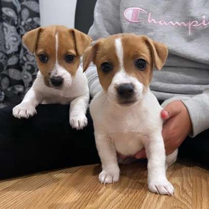 JACK RUSSELL PUPPIES for ADOPTION image 1