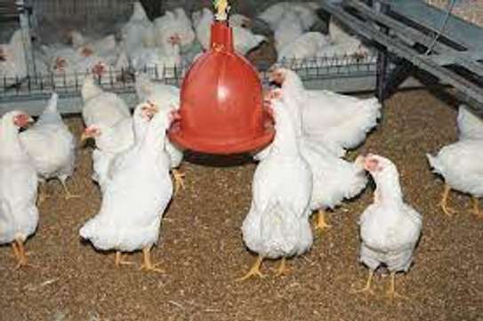 we supply broiler chickens image 5