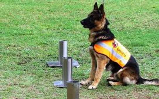 Nairobi Professional Dog Training Services image 3