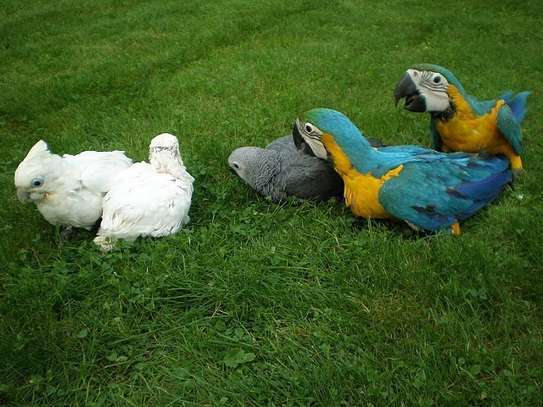 Sweet and lovely hand-reared parrots for sale image 8