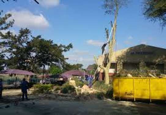 Tree Cutting Experts Available - Emergency call out service image 2