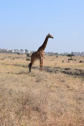 3 days Masai Mara safaris image 5