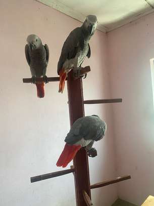 African Grey Parrots for rehoming image 2