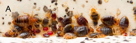 Effective Bed Bug control | We Get Rid of Your Bed Bugs image 5