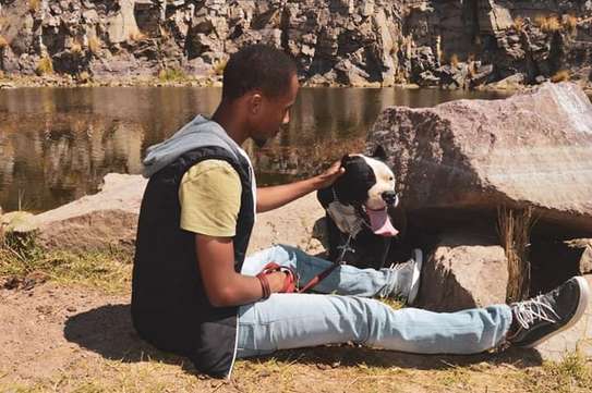 Dog training services-Puppy Training Classes Nairobi image 11
