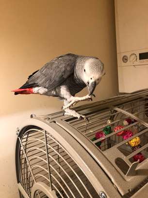African Grey Parrot Female 7 Years Old image 1