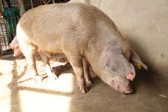 Healthy Pigs Available - Siaya image 5