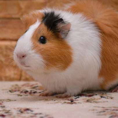 Guinea Pig image 3