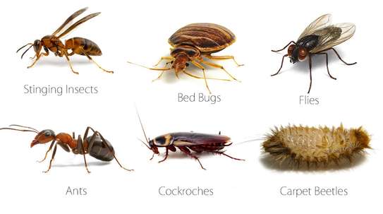 Cockroach, Bed bug, Flies, Ants, Rat & Termite Pest control image 8