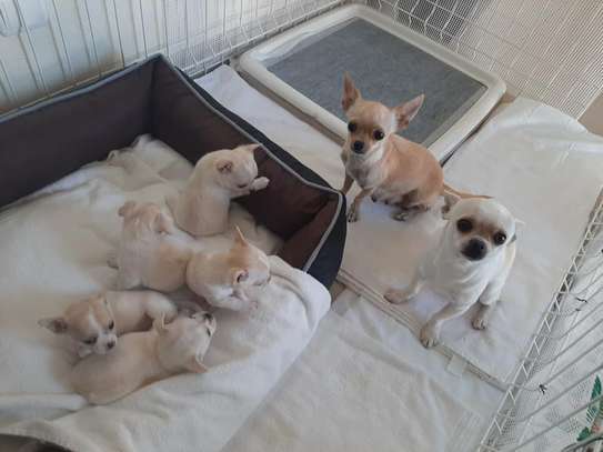 1-3 Month Male and Female Purebred Chihuahua image 1
