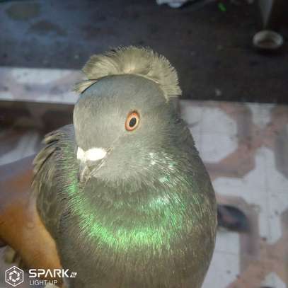 Punky male pigeon image 3