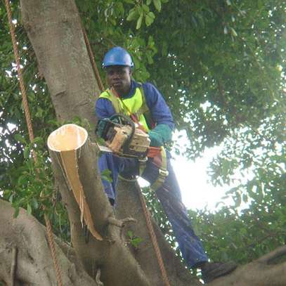 Tree Trimming Services in Mombasa | Bestcare Tree Service offers tree trimming services for residential & commercial properties.We’re available 24/7. Give us a call . image 1