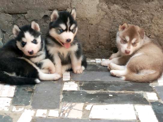 Siberian Husky puppies Available image 3