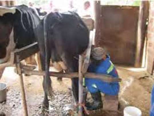 Best milker for dairy jobs image 4