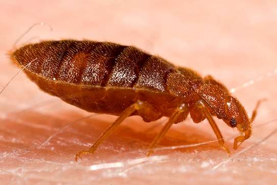 Bed Bug Removal Services | Embulbul,Lenana,Ayany Estate image 9