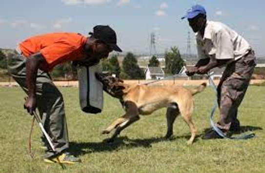 Best Dog Trainer In Nairobi-Professional Dog Training image 12
