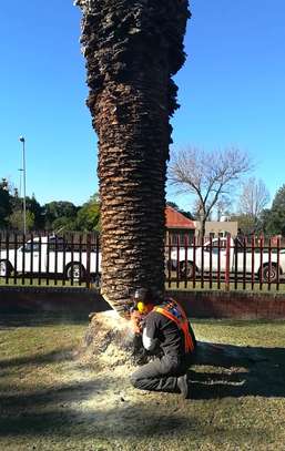Tree Trimming & Removal Company | Professional Tree Removal image 2