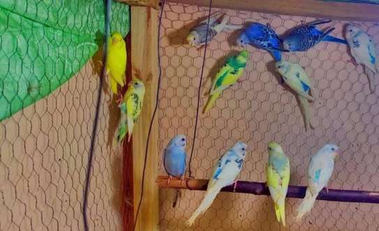 Budgie pairs image 1