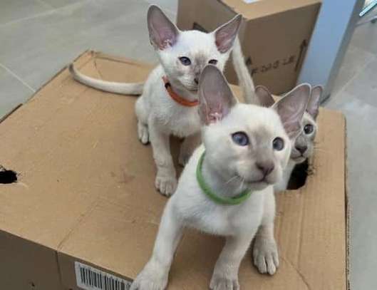 Carolina Blues Cattery Siamese Kittens for Sale image 1