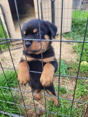 Lovely Rottweiler puppies image 1