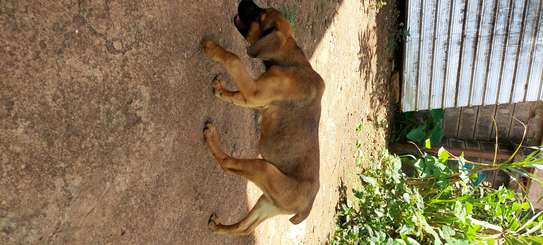 Boerboel puppy looking for a new home image 1
