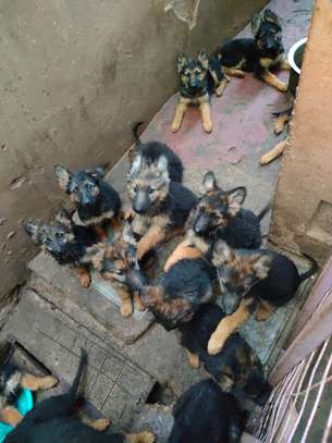 German shepherds puppies 3 months old image 2