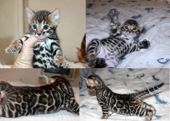 Adorable Bengal Kittens Available image 1