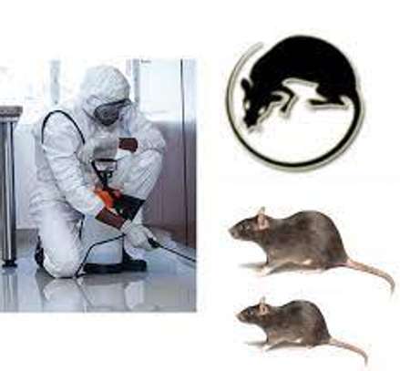 Expert Rat Removal Services-Rat Removal Nairobi image 4