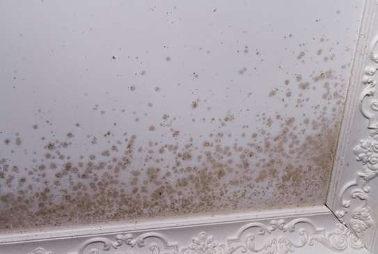 dumpness and mould solutions image 2