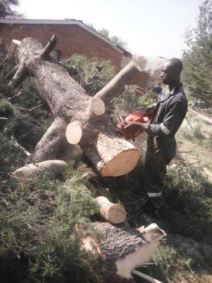 Tree Cutting Services - Tree Cutting Experts Available image 8
