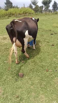 Mamayao Frisian dairy cow image 1