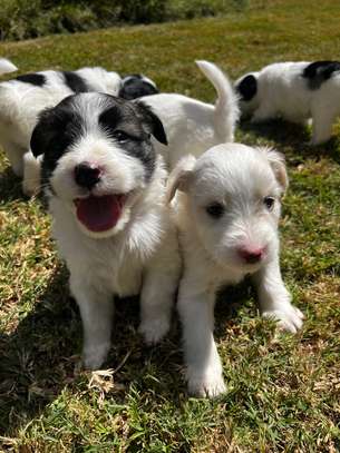 Puppies image 1